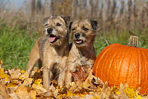 Border Terrier (Canis familiaris) and pumpkin