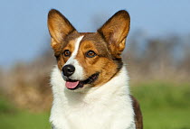 Cardigan Welsh Corgi (Canis familiaris) portrait