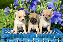 Chihuahua (Canis familiaris) puppies