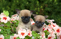 Chihuahua (Canis familiaris) puppy pair