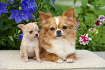 Long-haired Chihuahua (Canis familiaris) parent and puppy