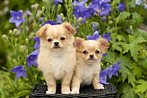 Long-haired Chihuahua (Canis familiaris) puppies