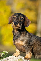 Miniature Wire Haired Dachshund (Canis familiaris)