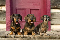 Standard Wire Haired Dachshund (Canis familiaris) trio