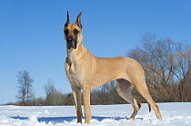 Great Dane (Canis familiaris) fawn-colored in snow