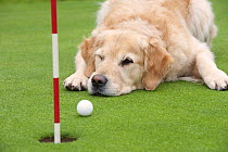 Golden Retriever (Canis familiaris) watching golf ball at hole