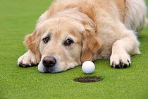 Golden Retriever (Canis familiaris) watching golf ball near hole