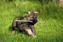 German Shepherd (Canis familiaris) puppy running with a stick