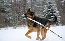 German Shepherd (Canis familiaris) running through snow carrying a branch