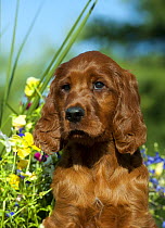Irish Setter (Canis familiaris) puppy