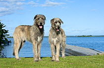 Irish Wolfhound (Canis familiaris) pair near dock at lake