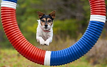 Jack Russell Terrier (Canis familiaris) jumping through hoop in dog agility course