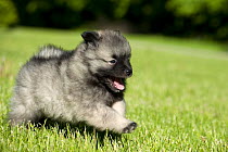 Keeshond (Canis familiaris) puppy running