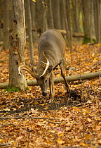 White-tailed Deer (Odocoileus virginianus) buck creating a scrape during rut to attract does