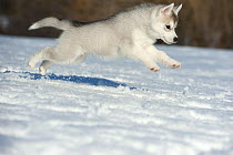 Siberian Husky (Canis familiaris) puppy jumping in snow