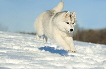 Siberian Husky (Canis familiaris) jumping in snow