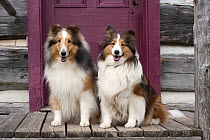 Shetland Sheepdog (Canis familiaris) pair at door