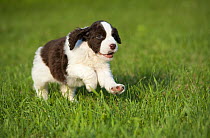 English Springer Spaniel (Canis familiaris) puppy running through grass
