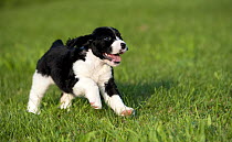English Springer Spaniel (Canis familiaris) puppy running over lawn