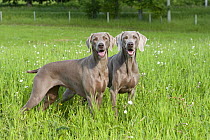 Weimaraner (Canis familiaris) pair standing in field