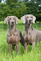 Weimaraner (Canis familiaris) pair