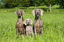 Weimaraner (Canis familiaris) adults and puppy in a field