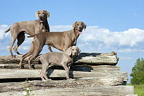Weimaraner (Canis familiaris) parents and puppy