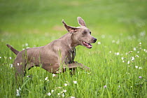Weimaraner (Canis familiaris) running through field