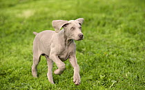 Weimaraner (Canis familiaris) puppy running