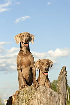 Weimaraner (Canis familiaris) pair
