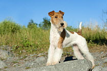Wire-haired Fox Terrier (Canis familiaris)