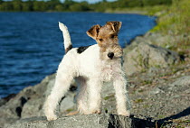 Wire-haired Fox Terrier (Canis familiaris)