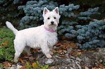 West Highland Terrier (Canis familiaris)