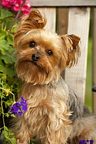 Yorkshire Terrier (Canis familiaris)