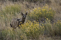 Aardwolf (Proteles cristatus) on private game ranch, Great Karoo, South Africa