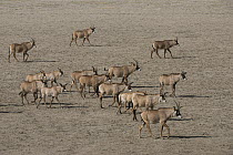 Roan Antelope (Hippotragus equinus) herd on game ranch, Great Karoo, South Africa
