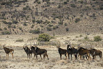 Sable Antelope (Hippotragus niger) on game ranch, Great Karoo, South Africa