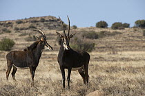 Sable Antelope (Hippotragus niger) pair on game ranch, Great Karoo, South Africa