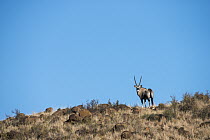 Oryx (Oryx gazella) on private game ranch, Great Karoo, South Africa