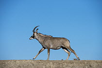 Roan Antelope (Hippotragus equinus) on game ranch, Great Karoo, South Africa