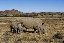 White Rhinoceros (Ceratotherium simum) with juvenile on game reserve, Great Karoo, South Africa