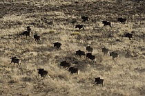 Black Wildebeest (Connochaetes gnou) herd running on game ranch, Great Karoo, South Africa