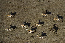 Springbok (Antidorcas marsupialis) herd running on game reserve, Great Karoo, South Africa