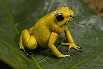 Golden Poison Dart Frog (Phyllobates terribilis)