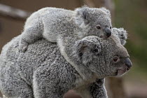 Queensland Koala (Phascolarctos cinereus adustus) female with joey