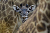 Masai Giraffe (Giraffa tippelskirchi) calf
