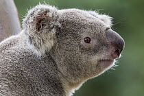 Queensland Koala (Phascolarctos cinereus adustus)