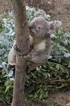 Queensland Koala (Phascolarctos cinereus adustus)