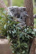 Queensland Koala (Phascolarctos cinereus adustus) and joey sleeping in eucaplytus tree