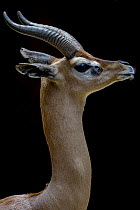 Gerenuk (Litocranius walleri) profile